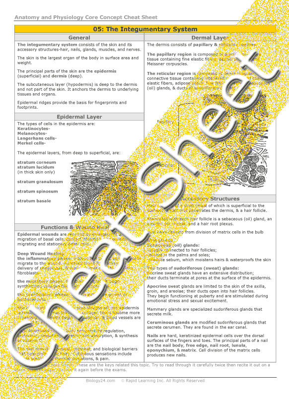 Anatomy and Physiology - The Integumentary System