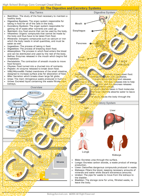 High School Biology - The Digestive and Excretory Systems