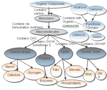 Steroid lipid structure